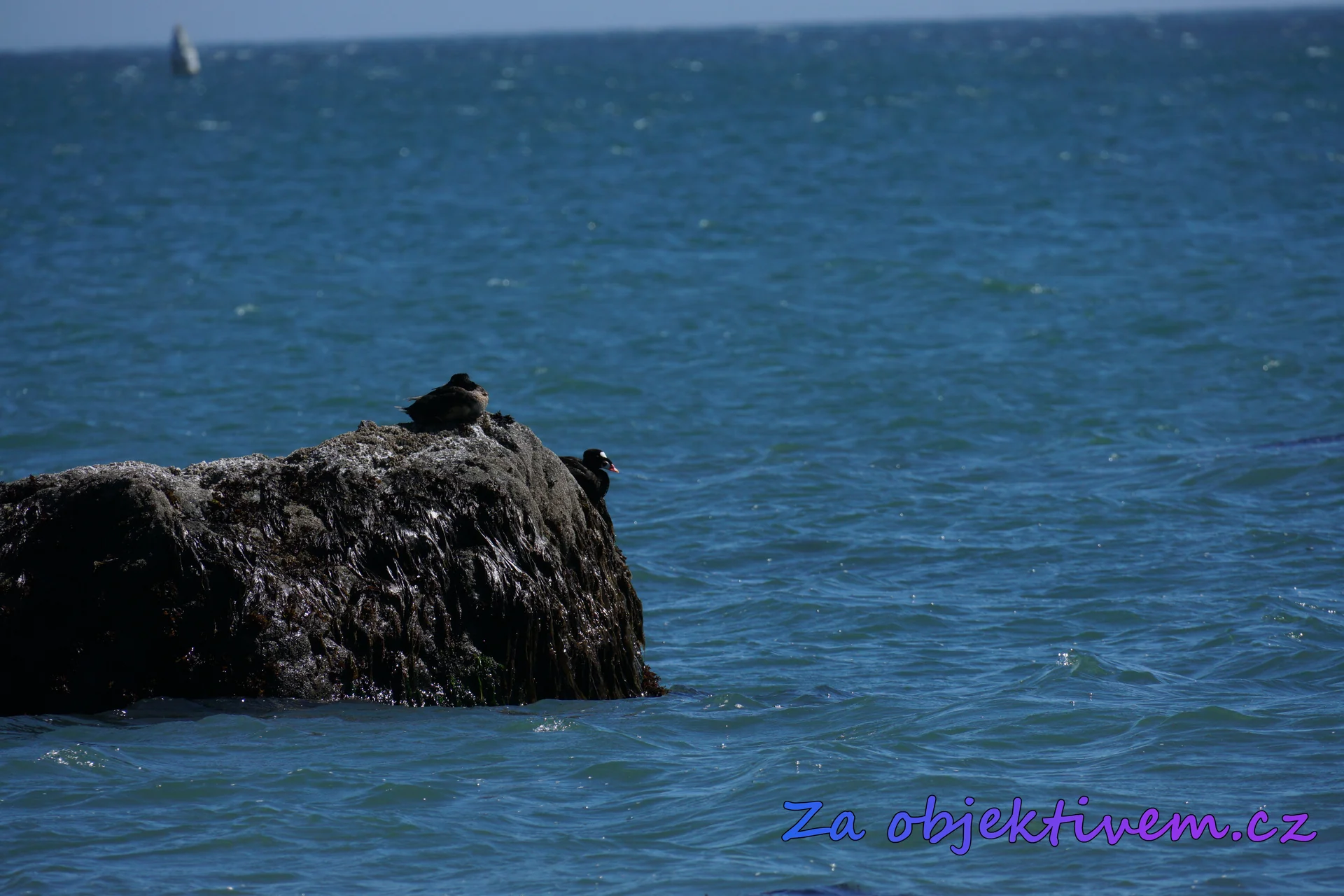 Turpan pestrozobý